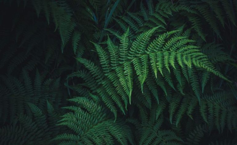  Living Plants Offer New Path to Rare Earths Supply, Study Shows